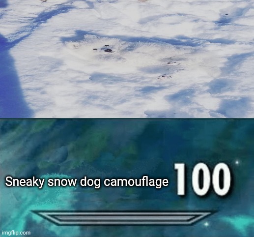 Snow dog camouflage |  Sneaky snow dog camouflage | image tagged in skyrim skill meme,funny,memes,i pulled a sneaky,sneak 100,dog | made w/ Imgflip meme maker