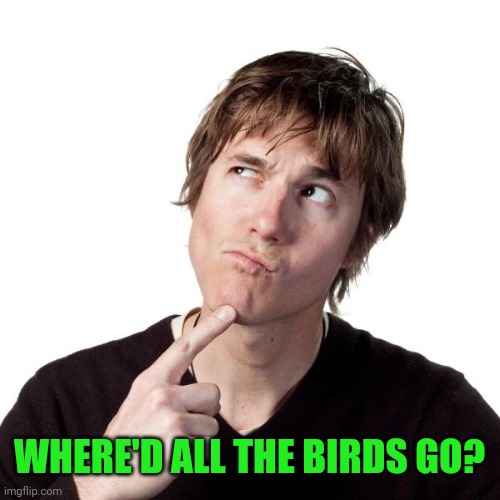 Thinking guy 1 | WHERE'D ALL THE BIRDS GO? | image tagged in thinking guy 1 | made w/ Imgflip meme maker