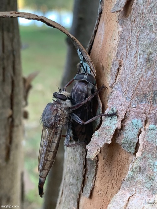 Robber Fly eating Horse Fly | image tagged in heck yeah | made w/ Imgflip meme maker