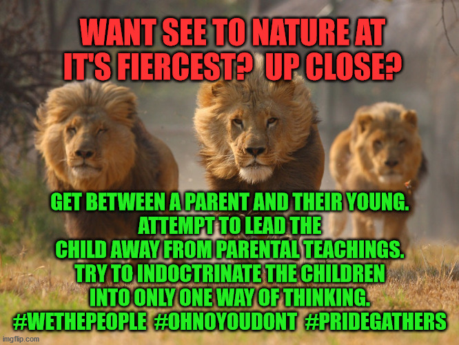 Lions Lookin For A Dentist | WANT SEE TO NATURE AT IT'S FIERCEST?  UP CLOSE? GET BETWEEN A PARENT AND THEIR YOUNG.
ATTEMPT TO LEAD THE CHILD AWAY FROM PARENTAL TEACHINGS.
TRY TO INDOCTRINATE THE CHILDREN INTO ONLY ONE WAY OF THINKING.
#WETHEPEOPLE  #OHNOYOUDONT  #PRIDEGATHERS | image tagged in lions lookin for a dentist | made w/ Imgflip meme maker