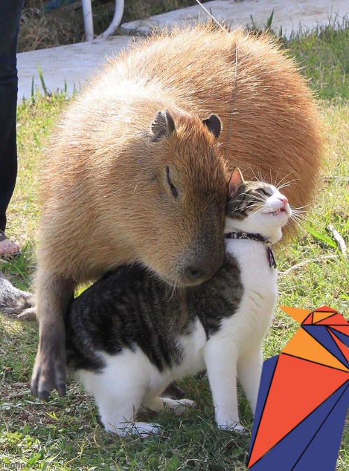 capybara | image tagged in capybara | made w/ Imgflip meme maker