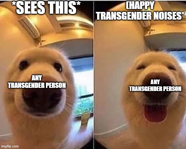 wholesome doggo | *SEES THIS* (HAPPY TRANSGENDER NOISES* ANY TRANSGENDER PERSON ANY TRANSGENDER PERSON | image tagged in wholesome doggo | made w/ Imgflip meme maker