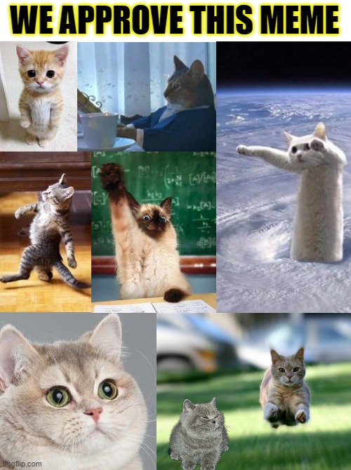 ◄► Reaction: Famous cats approving meme | WE APPROVE THIS MEME | image tagged in cats,comment,reaction | made w/ Imgflip meme maker