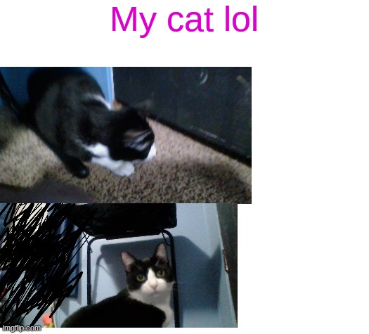 e | My cat lol | image tagged in blank white template | made w/ Imgflip meme maker