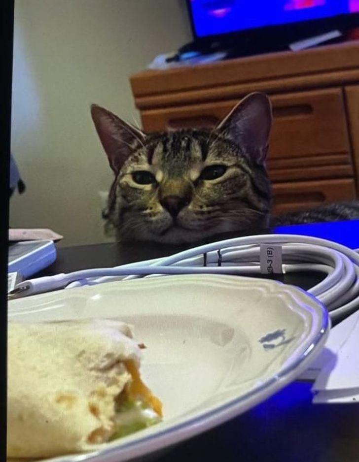 Can I Haz Burrito Blank Meme Template
