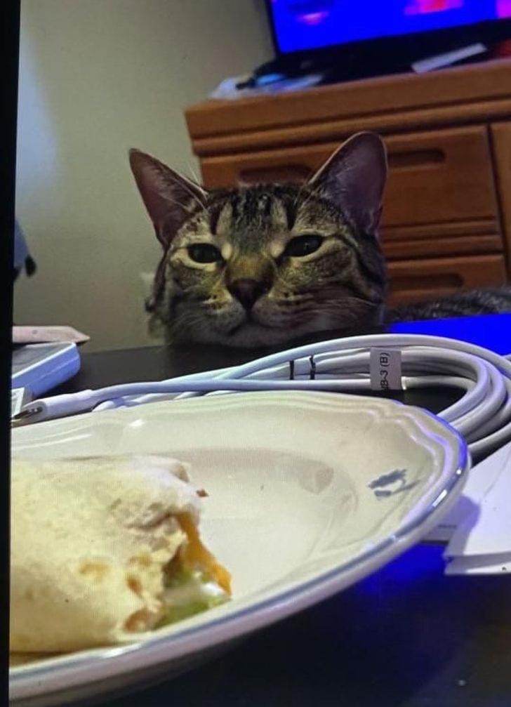 Can I Haz Burrito Blank Meme Template
