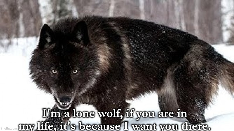 I'm a lone wolf, if you are in my life, it's because I want you there. | image tagged in wolf | made w/ Imgflip meme maker