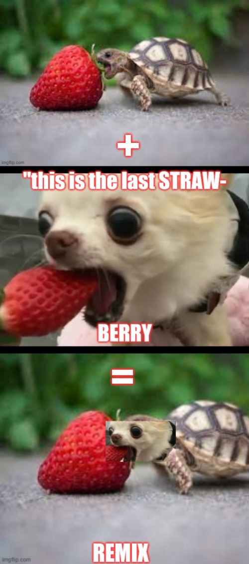 Evil algebra meets evolution strawberry street | +; = | image tagged in funny dogs,funny memes,strawberry | made w/ Imgflip meme maker