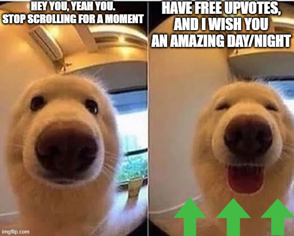 I wish you all a good rest of the year :) | HEY YOU, YEAH YOU. STOP SCROLLING FOR A MOMENT; HAVE FREE UPVOTES, AND I WISH YOU AN AMAZING DAY/NIGHT | image tagged in wholesome doggo,wholesome | made w/ Imgflip meme maker