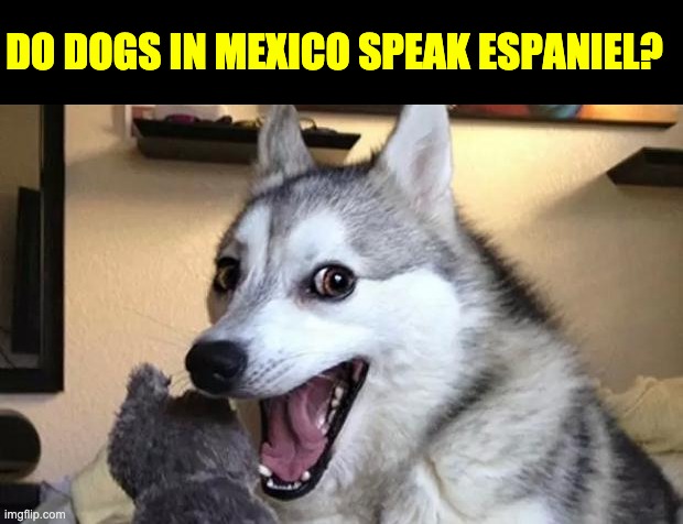 Espaniel | DO DOGS IN MEXICO SPEAK ESPANIEL? | image tagged in pun dog - husky | made w/ Imgflip meme maker