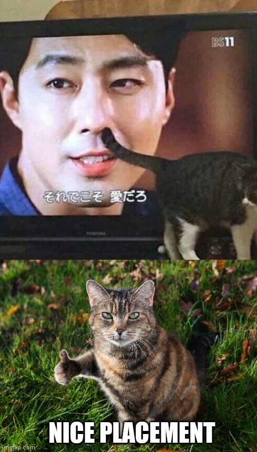 PICK THAT NOSE | NICE PLACEMENT | image tagged in thumbs up cat,cats,funny cats | made w/ Imgflip meme maker