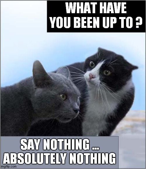 Cat Avoiding Confrontation ! | WHAT HAVE YOU BEEN UP TO ? SAY NOTHING ...
ABSOLUTELY NOTHING | image tagged in cats,argument | made w/ Imgflip meme maker