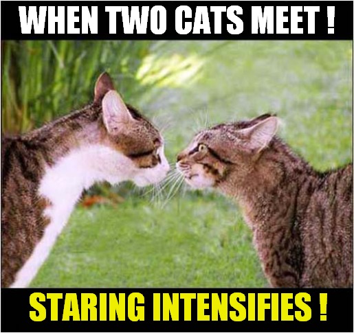 Who Will Blink First ? | WHEN TWO CATS MEET ! STARING INTENSIFIES ! | image tagged in cats,staring contest | made w/ Imgflip meme maker