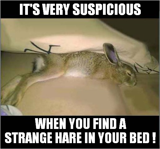 What's This Hare Doing There ? | IT'S VERY SUSPICIOUS; WHEN YOU FIND A STRANGE HARE IN YOUR BED ! | image tagged in hare,suspicious | made w/ Imgflip meme maker