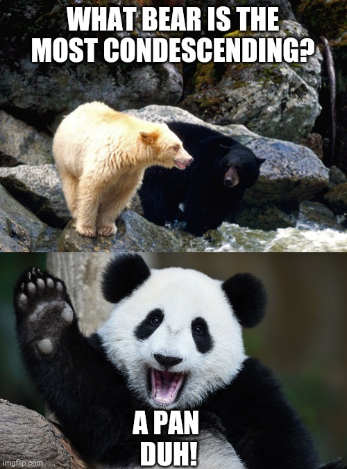 PAN DUH | WHAT BEAR IS THE MOST CONDESCENDING? A PAN 
DUH! | image tagged in panda,bears,dad joke,eyeroll | made w/ Imgflip meme maker