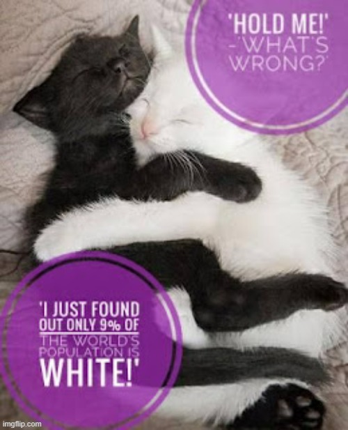 This lolcat just realized: The majority is always right! Except when I'm part of a minority. | image tagged in lolcat,majority,minorities,racism | made w/ Imgflip meme maker
