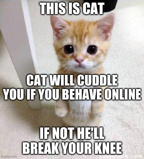 Not treatening, have a nice day |  THIS IS CAT; CAT WILL CUDDLE YOU IF YOU BEHAVE ONLINE; IF NOT HE'LL BREAK YOUR KNEE | image tagged in memes,cute cat,behavior,oh wow are you actually reading these tags,hello there | made w/ Imgflip meme maker