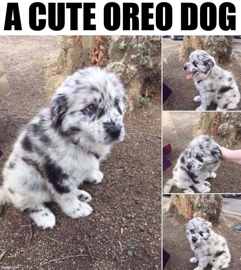 A CUTE OREO DOG | image tagged in dogs | made w/ Imgflip meme maker