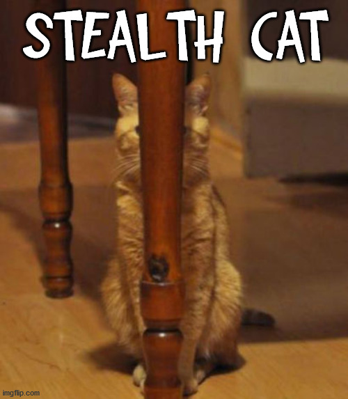 STEALTH CAT | image tagged in cats | made w/ Imgflip meme maker