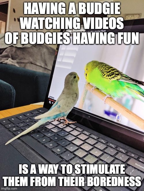 Budgie on Laptop | HAVING A BUDGIE WATCHING VIDEOS OF BUDGIES HAVING FUN; IS A WAY TO STIMULATE THEM FROM THEIR BOREDNESS | image tagged in budgie,pet,memes | made w/ Imgflip meme maker