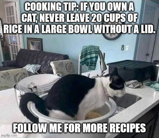 Cooking Tip | COOKING TIP: IF YOU OWN A CAT, NEVER LEAVE 20 CUPS OF RICE IN A LARGE BOWL WITHOUT A LID. FOLLOW ME FOR MORE RECIPES | image tagged in follow me,recipes | made w/ Imgflip meme maker