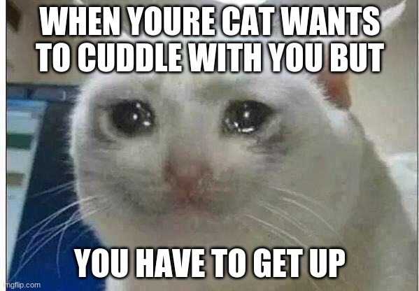 crying cat | WHEN YOUR CAT WANTS TO CUDDLE WITH YOU BUT; YOU HAVE TO GET UP | image tagged in crying cat | made w/ Imgflip meme maker