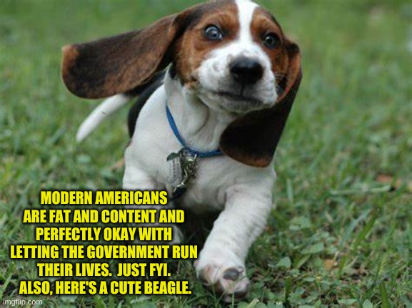 Cute Beagle | MODERN AMERICANS ARE FAT AND CONTENT AND PERFECTLY OKAY WITH LETTING THE GOVERNMENT RUN THEIR LIVES.  JUST FYI.  ALSO, HERE'S A CUTE BEAGLE. | image tagged in beagle,cutebeagle,cutestofbeagles,beagling,beagler | made w/ Imgflip meme maker