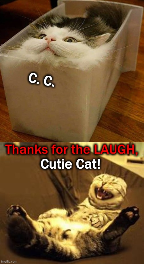 Smiling? | C. C. Cutie Cat! Thanks for the LAUGH, | image tagged in fun,funny,lol,so cute,cutie cat | made w/ Imgflip meme maker