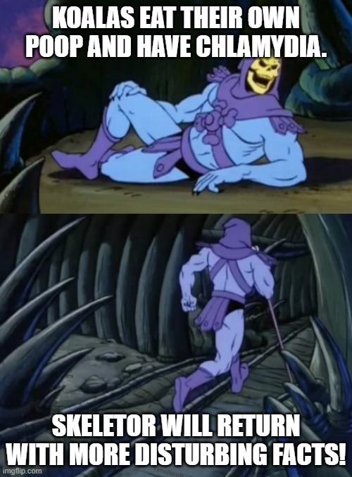 Cute and Cuddly Carriers of Chlamydia | KOALAS EAT THEIR OWN POOP AND HAVE CHLAMYDIA. SKELETOR WILL RETURN WITH MORE DISTURBING FACTS! | image tagged in disturbing facts skeletor,koala,chlamydia,gross | made w/ Imgflip meme maker