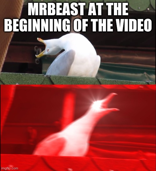 Screaming bird | MRBEAST AT THE BEGINNING OF THE VIDEO | image tagged in screaming bird | made w/ Imgflip meme maker