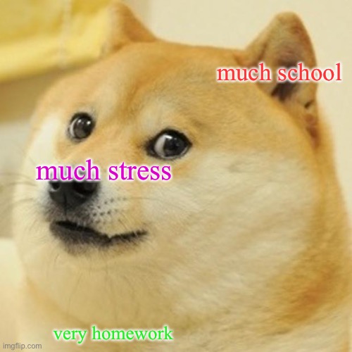 Doge | much school; much stress; very homework | image tagged in memes,doge | made w/ Imgflip meme maker