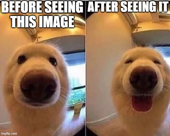 wholesome doggo | BEFORE SEEING THIS IMAGE AFTER SEEING IT | image tagged in wholesome doggo | made w/ Imgflip meme maker