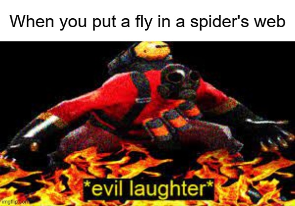 *evil laughter* | When you put a fly in a spider's web | image tagged in evil laughter | made w/ Imgflip meme maker