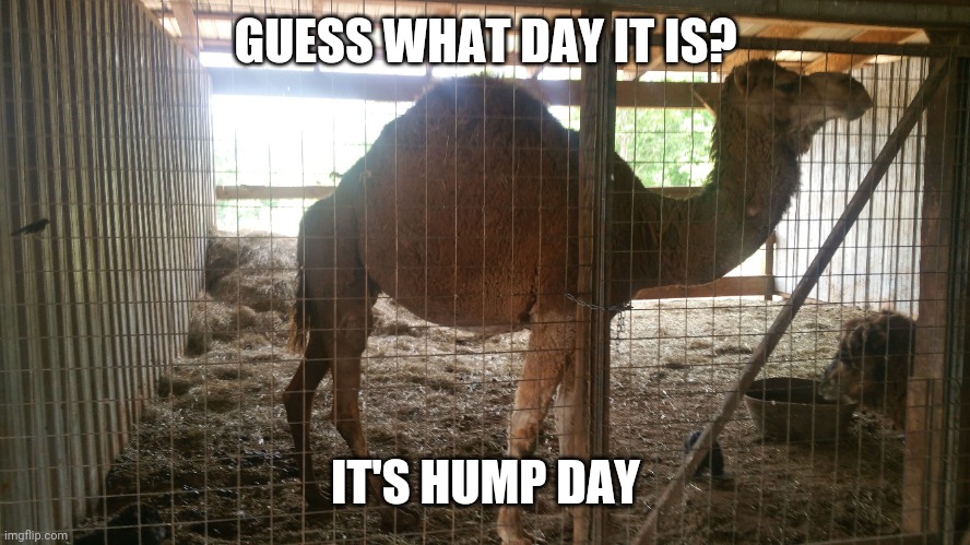 Guess what day it is! ?? | GUESS WHAT DAY IT IS? IT'S HUMP DAY | image tagged in hump day camel | made w/ Imgflip meme maker