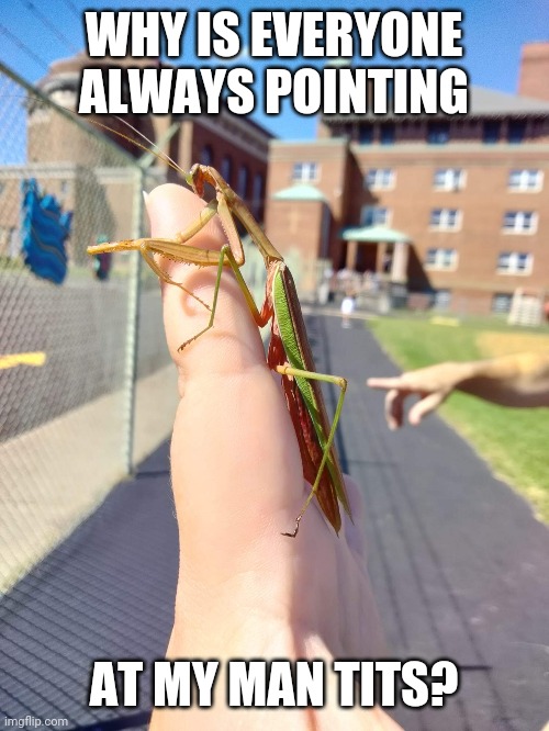 Struggles | WHY IS EVERYONE ALWAYS POINTING; AT MY MAN TITS? | image tagged in praying mantis | made w/ Imgflip meme maker