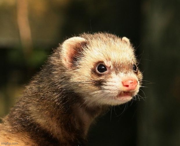 Frustrated Ferret | image tagged in frustrated ferret | made w/ Imgflip meme maker