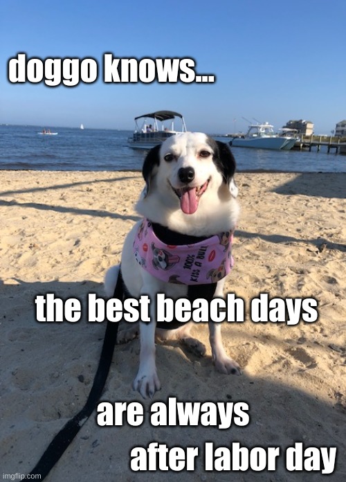 doggo knows best beach day | doggo knows... the best beach days; are always; after labor day | image tagged in doggo doggos doggoknows,dog memes,funny memes | made w/ Imgflip meme maker