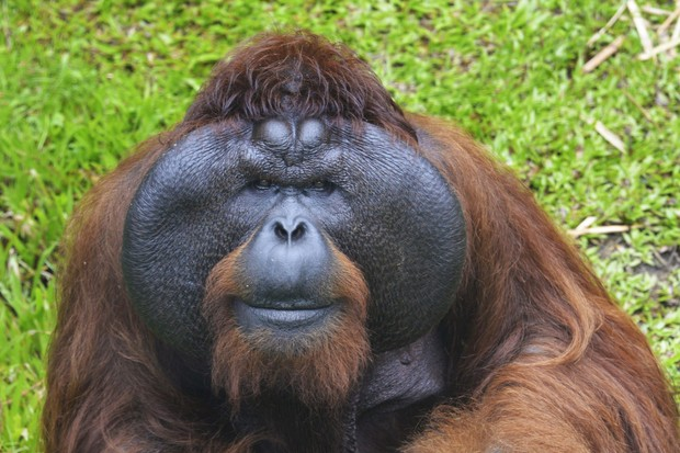 High Quality Orangutan Blank Meme Template