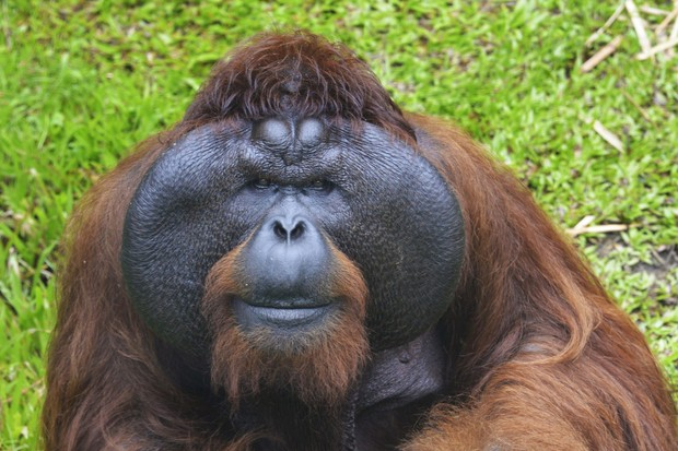 Orangutan Blank Meme Template