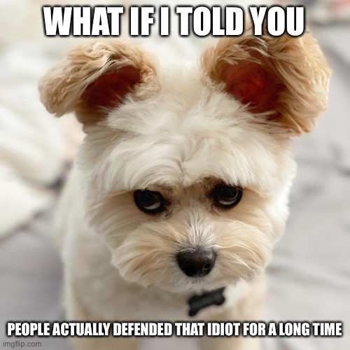 Serious Doggo | WHAT IF I TOLD YOU PEOPLE ACTUALLY DEFENDED THAT IDIOT FOR A LONG TIME | image tagged in serious doggo | made w/ Imgflip meme maker