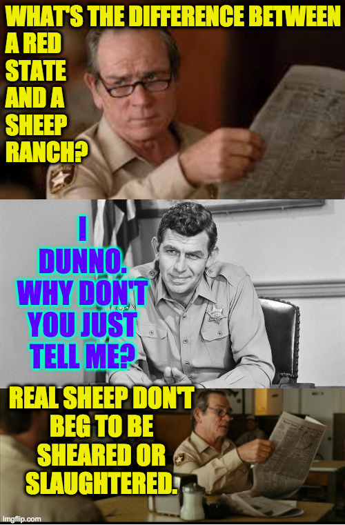Well that's just how we do 'round here. | WHAT'S THE DIFFERENCE BETWEEN
A RED
STATE 
AND A  
SHEEP
RANCH? I DUNNO.
WHY DON'T YOU JUST TELL ME? REAL SHEEP DON'T
BEG TO BE
SHEARED OR
SLAUGHTERED. | image tagged in tommy explains,memes,sheriff andy taylor,red states,sheep | made w/ Imgflip meme maker