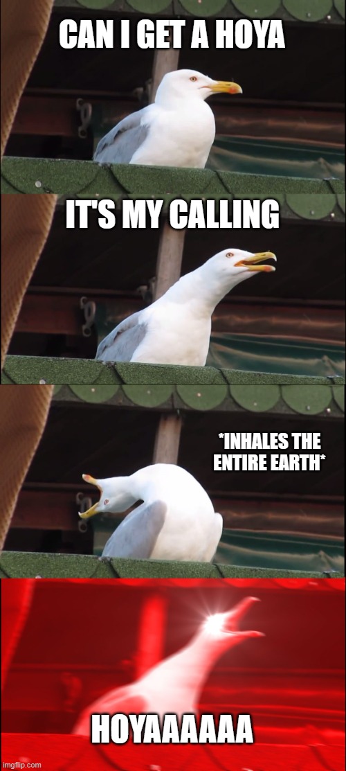 Inhaling Seagull Meme | CAN I GET A HOYA; IT'S MY CALLING; *INHALES THE ENTIRE EARTH*; HOYAAAAAA | image tagged in memes,inhaling seagull | made w/ Imgflip meme maker