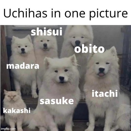 There is one impostor among us | image tagged in memes,white dogs,dogs,anime,naruto | made w/ Imgflip meme maker
