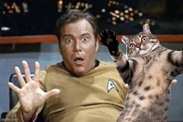 Max and Kirk | image tagged in captain kirk,kirk,cat,cats,funny cats,max | made w/ Imgflip meme maker