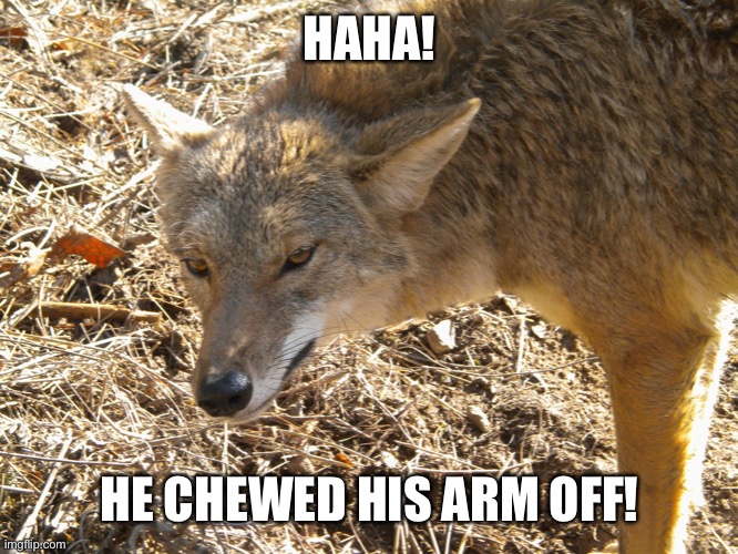Coyote | HAHA! HE CHEWED HIS ARM OFF! | image tagged in coyote | made w/ Imgflip meme maker