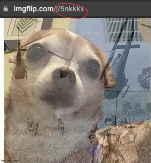 Racist link | image tagged in ptsd chihuahua | made w/ Imgflip meme maker