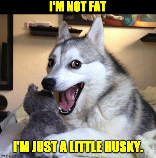 Husky | I'M NOT FAT; I'M JUST A LITTLE HUSKY. | image tagged in laughing husky | made w/ Imgflip meme maker
