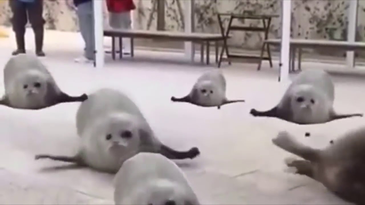 High Quality Bouncing seals Blank Meme Template