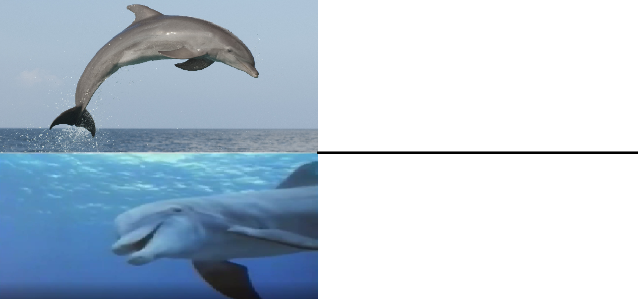 Dude dolphin Blank Meme Template