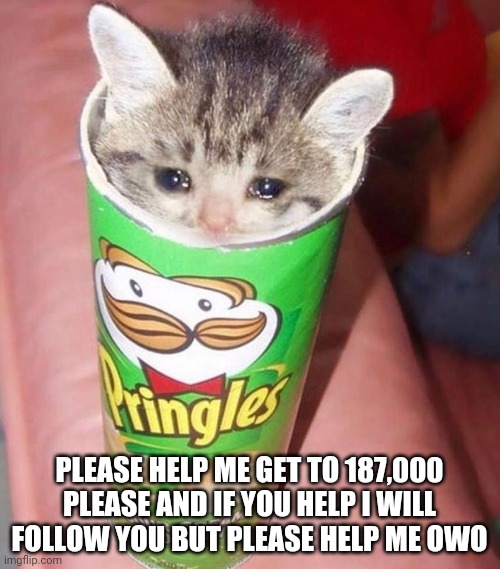 Please | PLEASE HELP ME GET TO 187,000 PLEASE AND IF YOU HELP I WILL FOLLOW YOU BUT PLEASE HELP ME OWO | image tagged in sad pringle kitten | made w/ Imgflip meme maker